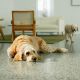 Cairns Builder Polished Concrete
